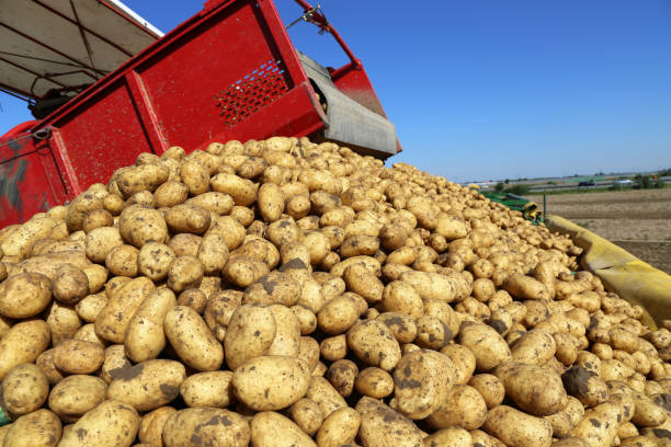 istock Agricultural potato harvest 1362037284