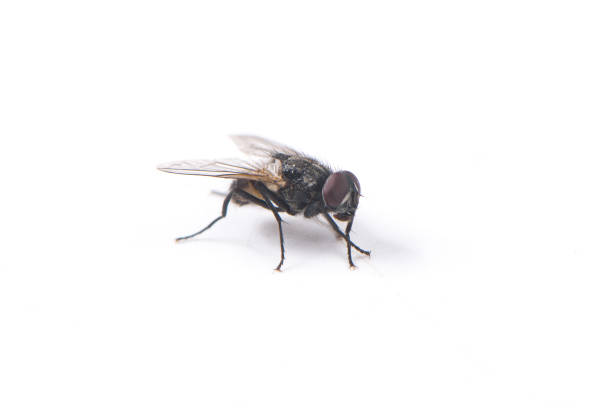 istock fly animal isolated on  white background 1362038315