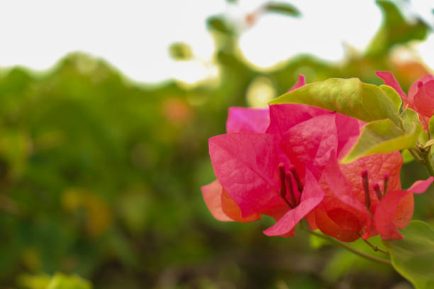 A picture of pink flowers with blurry and abstract background of leaf and sky