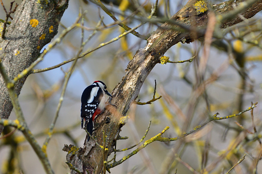 Great woodpecker sits on a branch and peck in its bark, looking for food in the winter