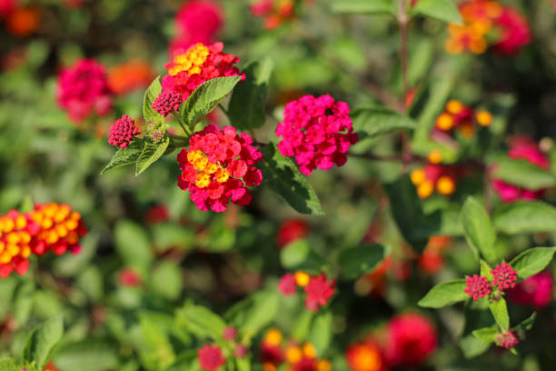 istock Lantana camara flower plant with selective focus background 1362042348