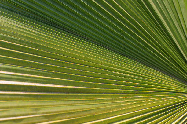 istock Close up of green palm leaf surface background 1362043993