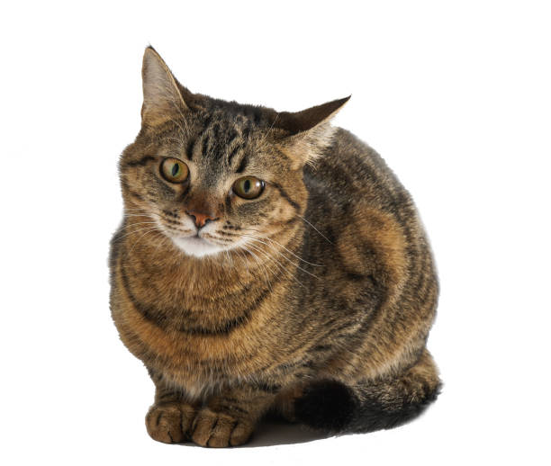 istock The cat is isolated on a white background 1362044005
