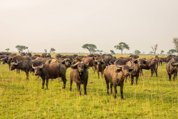 African buffalo or Cape buffalo (Syncerus caffer), Murchison Falls National Park, Uganda.  Horizontal.