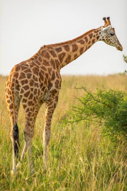 istock Rothschild's giraffe ( Giraffa camelopardalis rothschildi), Murchison Falls National Park, Uganda. 1362044152