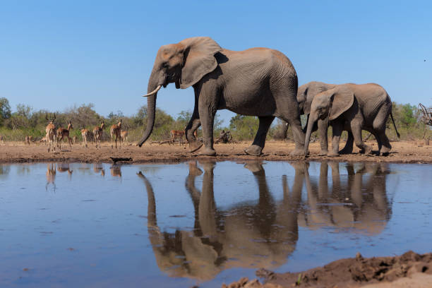 istock Elephants drinking  in Mashatu Game Reserve 1362048902