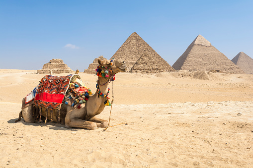 Camel posing at Giza pyramid complex, Egypt
