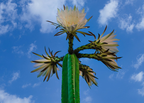 Awesome image of Huachuma Trichocereus Wachuma San Pedro Echinopsis Cactus with a really beautiful five white flowers completely flowered at the day with a blue cloudy sky in the background