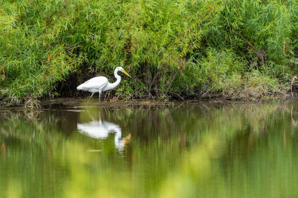 istock Egret Wading in a Lake 1362053762