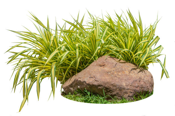 istock Isolate Plant and stone for outdoor decoration 1362054808