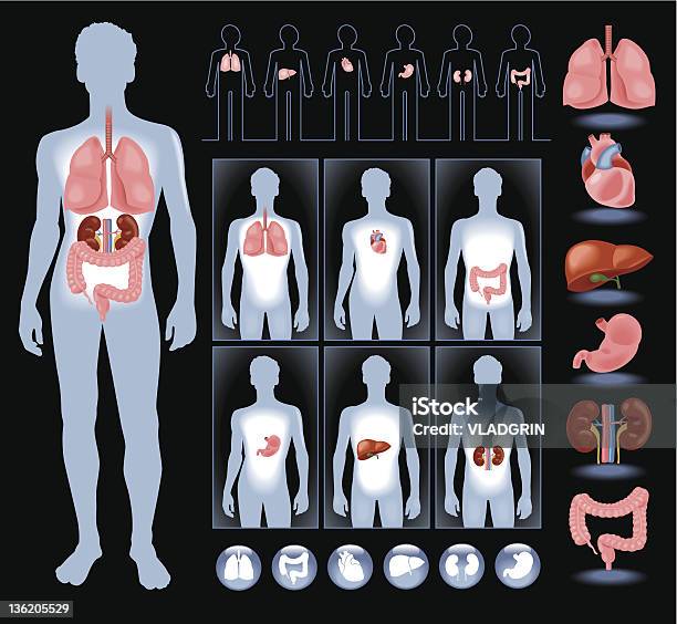 Vetores de Órgãos Em Um Corpo Humano e mais imagens de Corpo humano - Corpo humano, Silhueta, Anatomia
