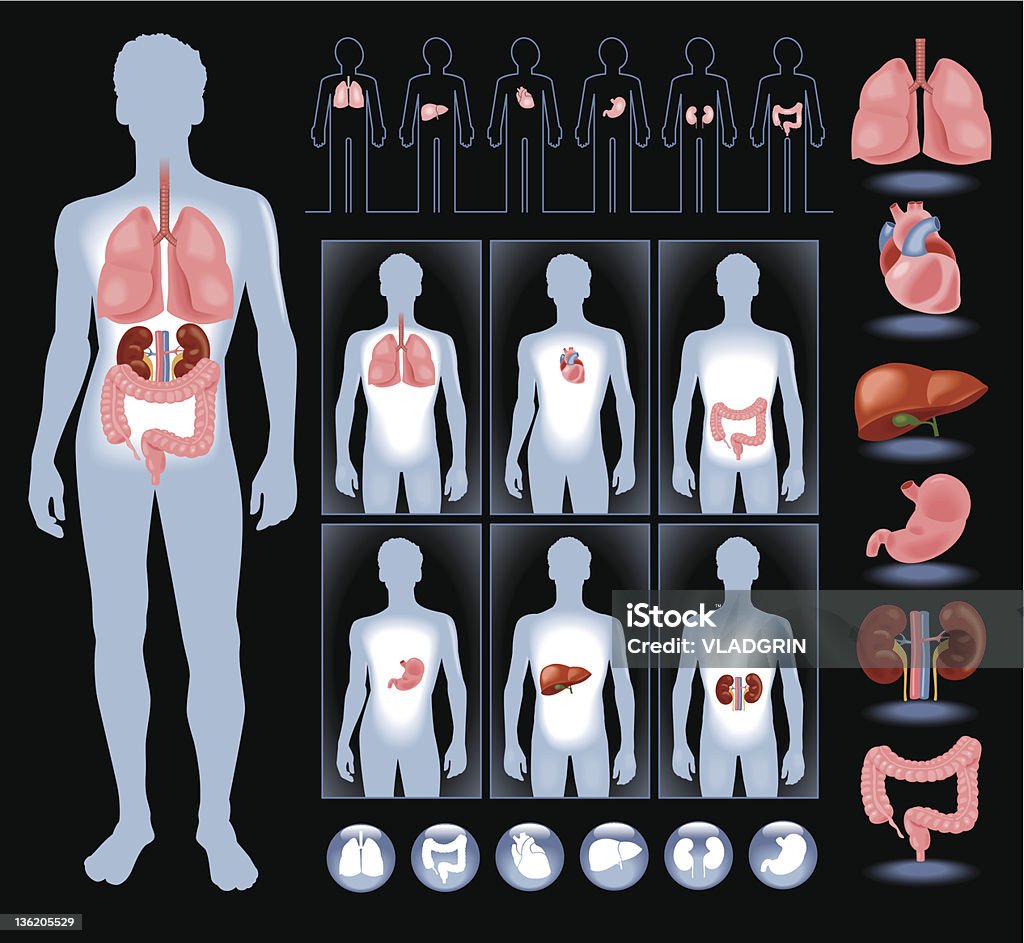 Organs in a human  body Set of human anatomy parts: liver, heart, The Human Body stock vector