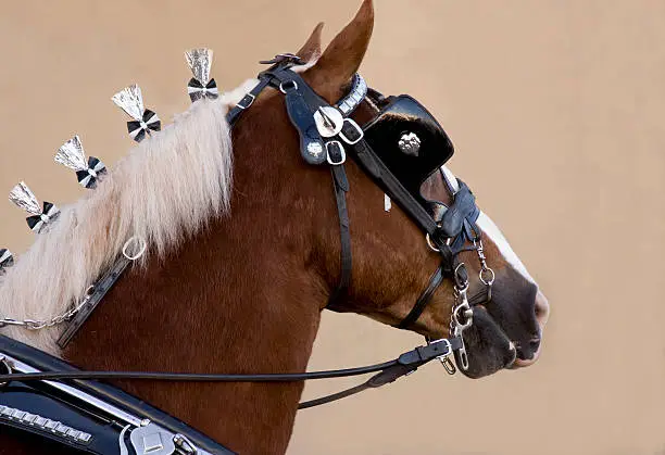 Clydesdale horse ready for exhibition.