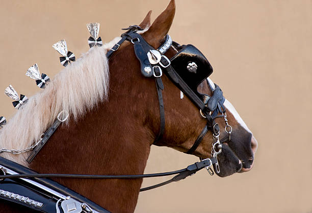 clydesdale horse in harness - clydesdale stok fotoğraflar ve resimler