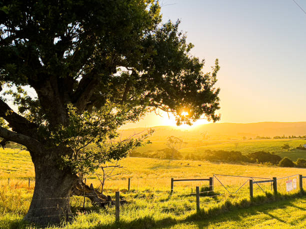 South Coast Golden Hour Landscape Horizontal landscape photo of a large Oak tree, a wooden post and wire fence and green grass paddocks lit up by the late afternoon sunshine in Summer. Ulladulla, south coast NSW. shoalhaven photos stock pictures, royalty-free photos & images