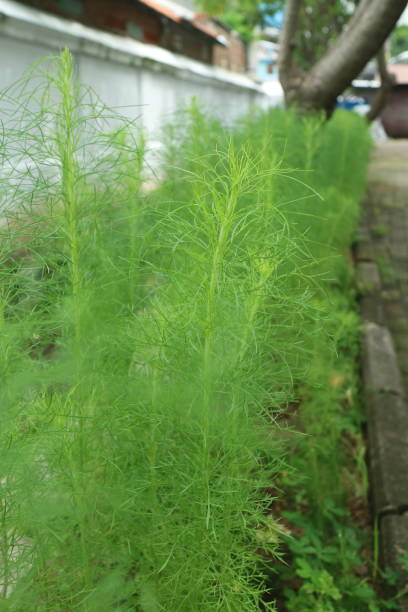istock Lush green fines herbes asparagus 1362056400