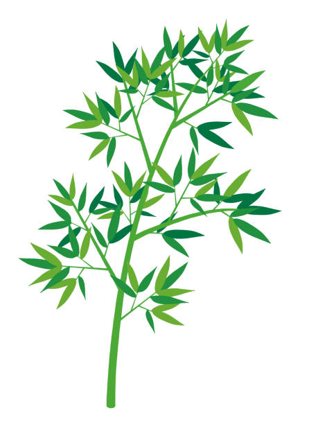 Vector illustration  bamboo of  Japanese TANABATA festival. Vector illustration  bamboo of  Japanese TANABATA festival. bamboo leaf stock illustrations
