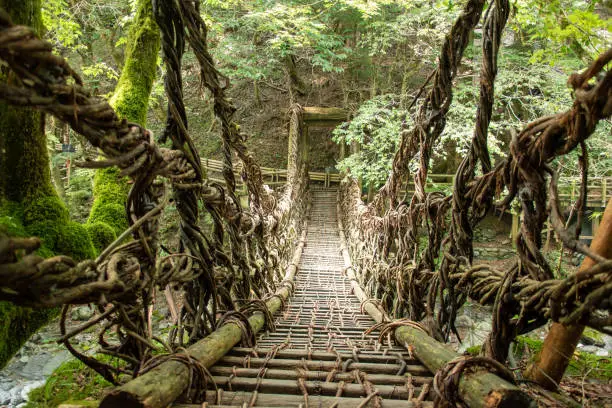 A bridge made of A. arguta, which weighs about 5 tons