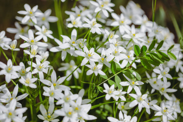 profondità di campo ridotta (messa a fuoco selettiva) dettagli fiori di giglio della pioggia bianca (zephyranthes candida, giglio zefiro autunnale, giravento bianco). - zephyranthes lily foto e immagini stock