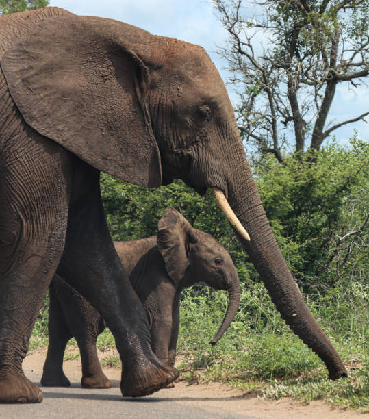 istock Elephant mom and baby. 1362065537