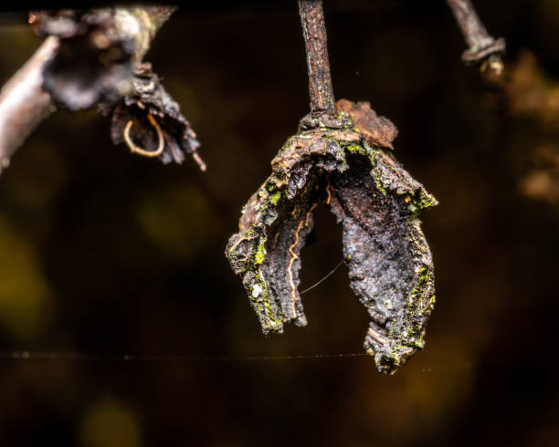 Close up of a dried up fruit