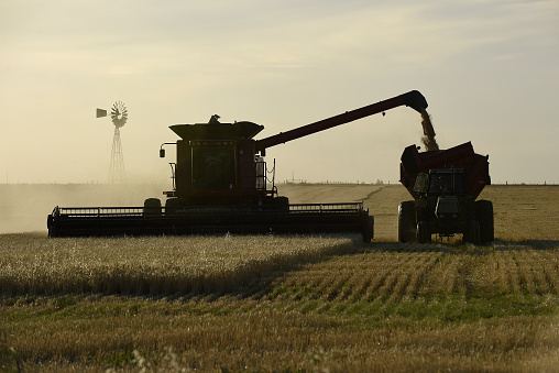 Harvester machine, harvesting in the Argentine countryside,