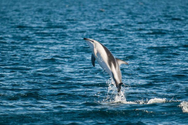 istock Dusky Dolphin jumping, Peninsula Valdes,Patagonia,Argentina 1362066937