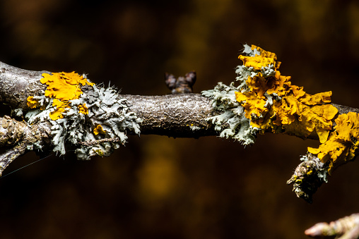 Close up of a branch with moss and lichen