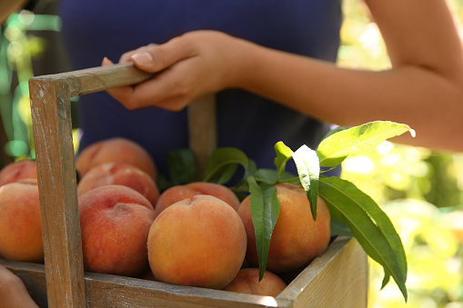 Woman holding wooden basket with ripe peaches outdoors, closeup