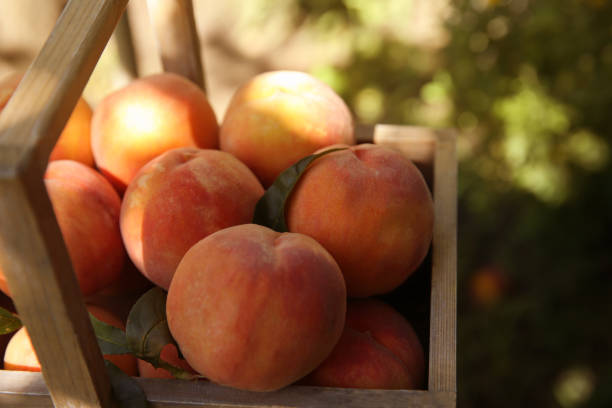 istock Wooden basket with ripe peaches outdoors, closeup 1362068700