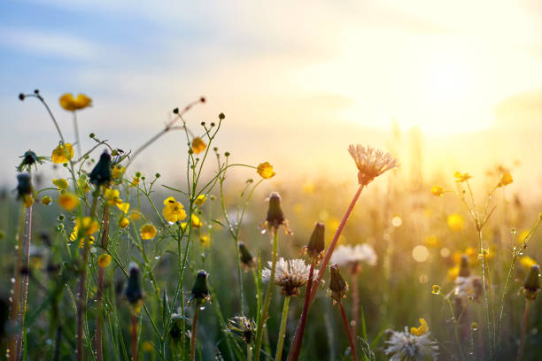 istock Morning summer or spring. Beautiful wildflowers with dew drops at dawn, light blur, selective focus. Shallow depth of field. 1362068780