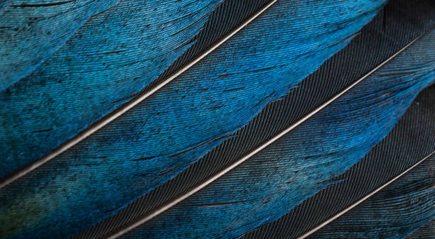 istock black and blue feathers of a magpie. background or texture 1362070565