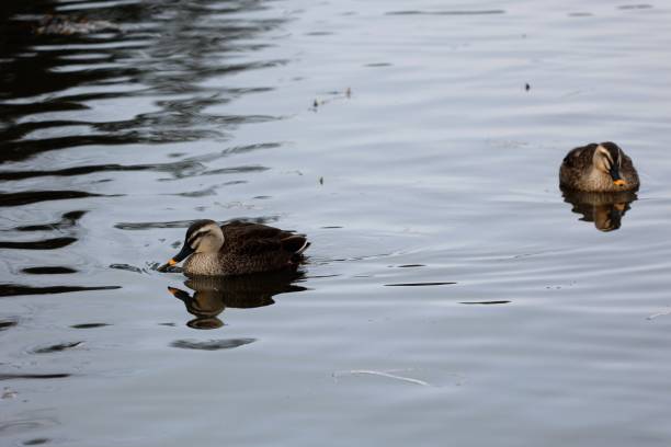 istock Wild duck swimming in the pond 1362071906