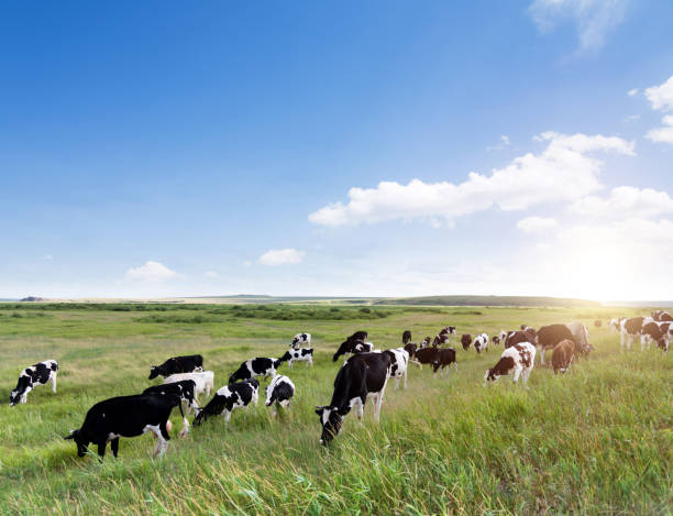 Vast farm fields in southern Alberta, Canada.