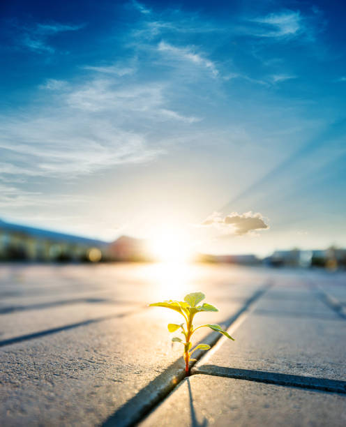 istock Young plant growing from brick road 1362076319