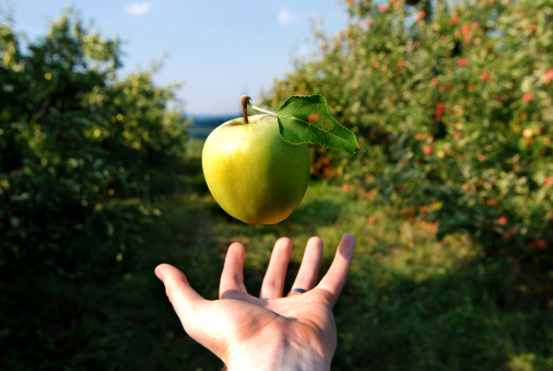 An green apple floats over a hand as if by magic in an orchard seemingly defying gravity on a sunny summer afternoon
