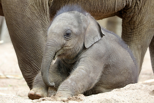cute baby elephant (Elephas maximus) by mother elephant paws