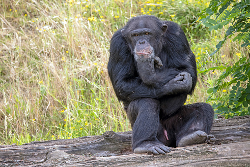 Chimpanzee (Pan troglodytes) sitting in green scene holding head with hand
