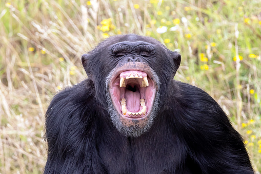 close up shot of Chimpanzee (Pan troglodytes) with open mouth