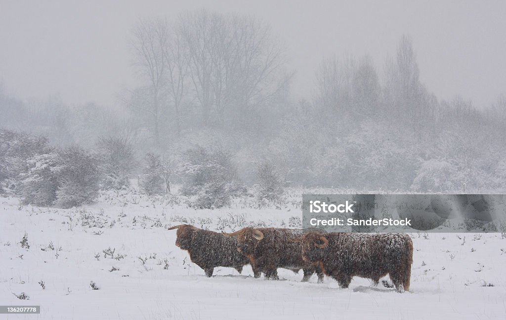 Highlanders scozzesi - Foto stock royalty-free di Inverno