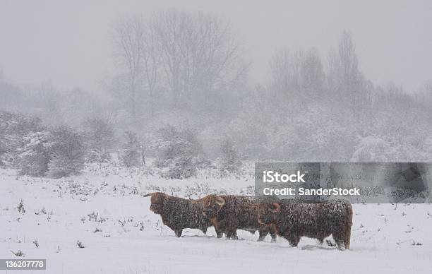 Highlanders Scozzesi - Fotografie stock e altre immagini di Inverno - Inverno, Vacca scozzese, Agricoltura