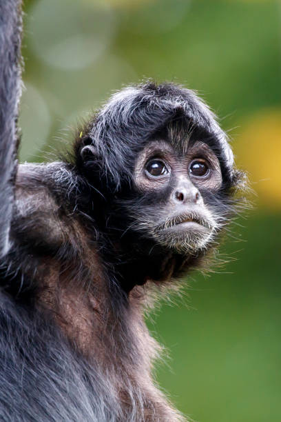 istock Columbian Spider Monkey (Ateles fusciceps rufiventris) with shiny eyes looking away 1362078715