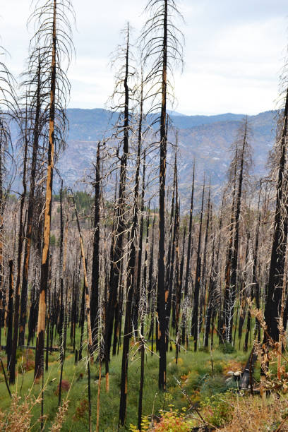 istock Burnt woods in Yosemite National Park 1362082057