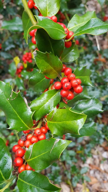 istock Holly or Ilex bush with bright red berries 1362085239