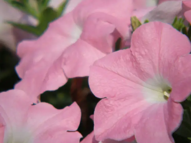 Very pretty pale pink petunia flower blossom blooming.
