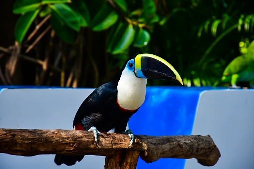 White-throated Toucan bird sitting on a branch in natural surroundings