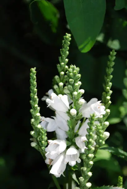 Pretty white blooming obedient plant flowering in a garden.