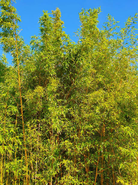 phyllostachys aurea bambù - golden bamboo foto e immagini stock