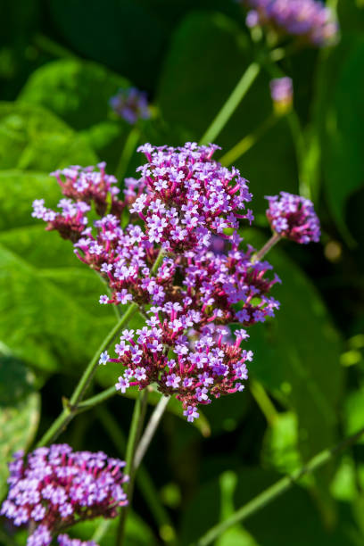 istock Verbena bonariensis 1362087184