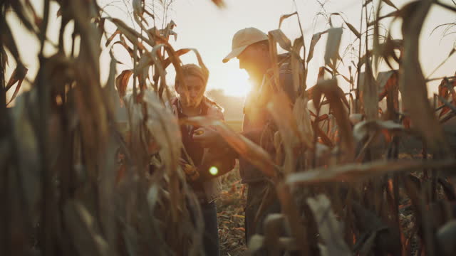 SLO MO Couple of farmers examining the corn at sunset